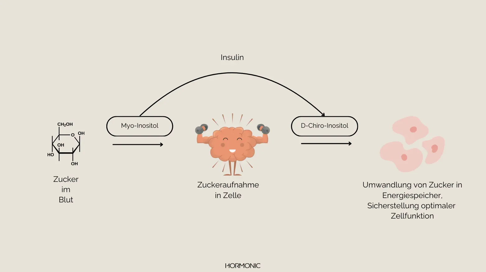 Flowchart showing sugar in blood converting via Myo-Inositol and D-Chiro-Inositol, aided by insulin.