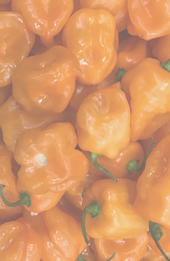 Nahaufnahme eines Stapels leuchtend orangefarbener Habanero-Schoten mit grünen Stielen.