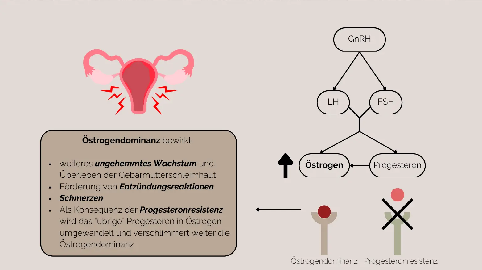 Diagramm der Östrogendominanz-Effekte mit beschrifteten Eierstöcken und Hormonflussdiagramm.