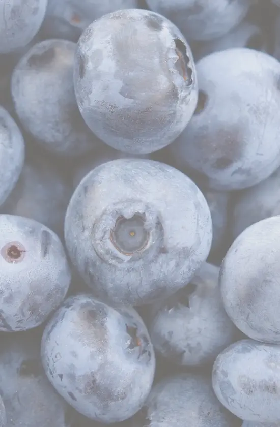 Nahaufnahme vieler reifer, frischer Blaubeeren mit frostigen Überzügen, die ihre natürliche Textur zeigen.