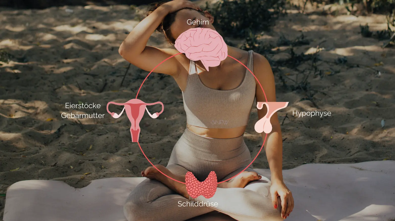 Schematische Darstellung der Verbindung zwischen Gehirn, Hypophyse, Schilddrüse und Gebärmutter im hormonellen Zyklus einer Frau.