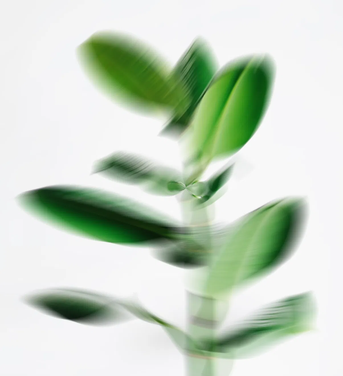 Blurred image of a plant with green leaves. The motion blur effect creates a sense of movement, making the leaves appear to be swaying or shifting. The background is a plain white, allowing the green leaves to stand out prominently despite the blurring effect.