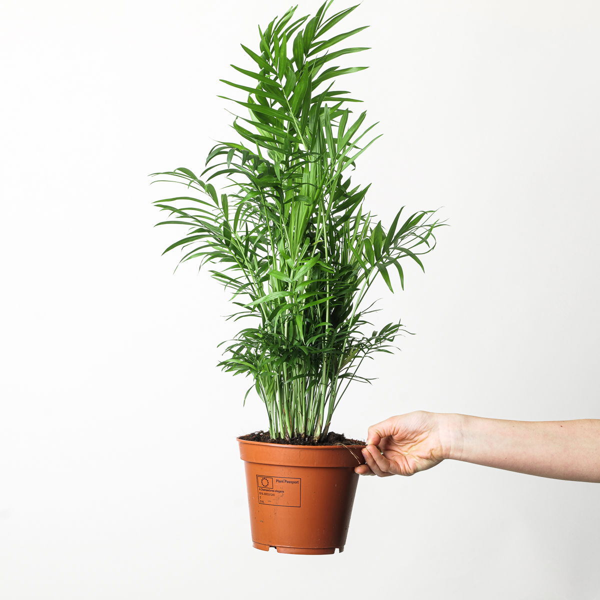 Parlour Palm Chamaedorea Elegans houseplant