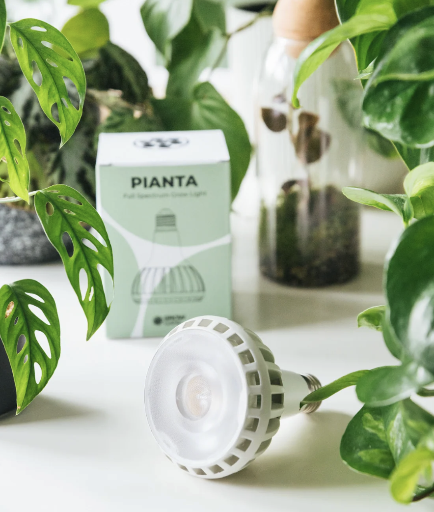Houseplant lighting guide