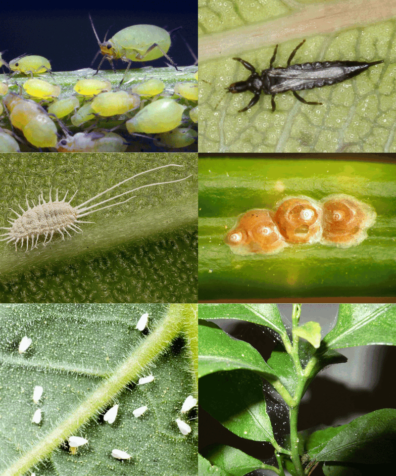 Houseplant pest identification showing 6 common houseplant pests