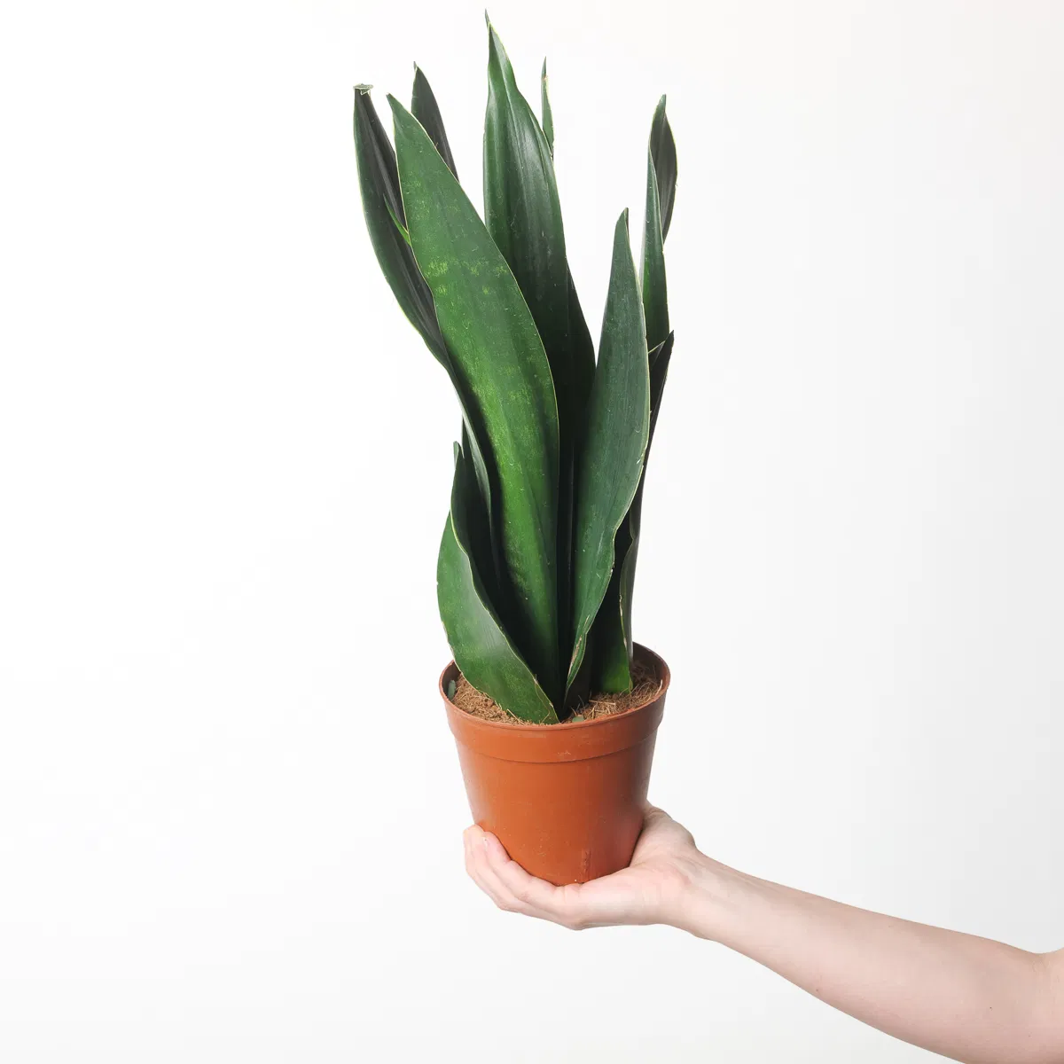 Snake Plant Sansevieria houseplant