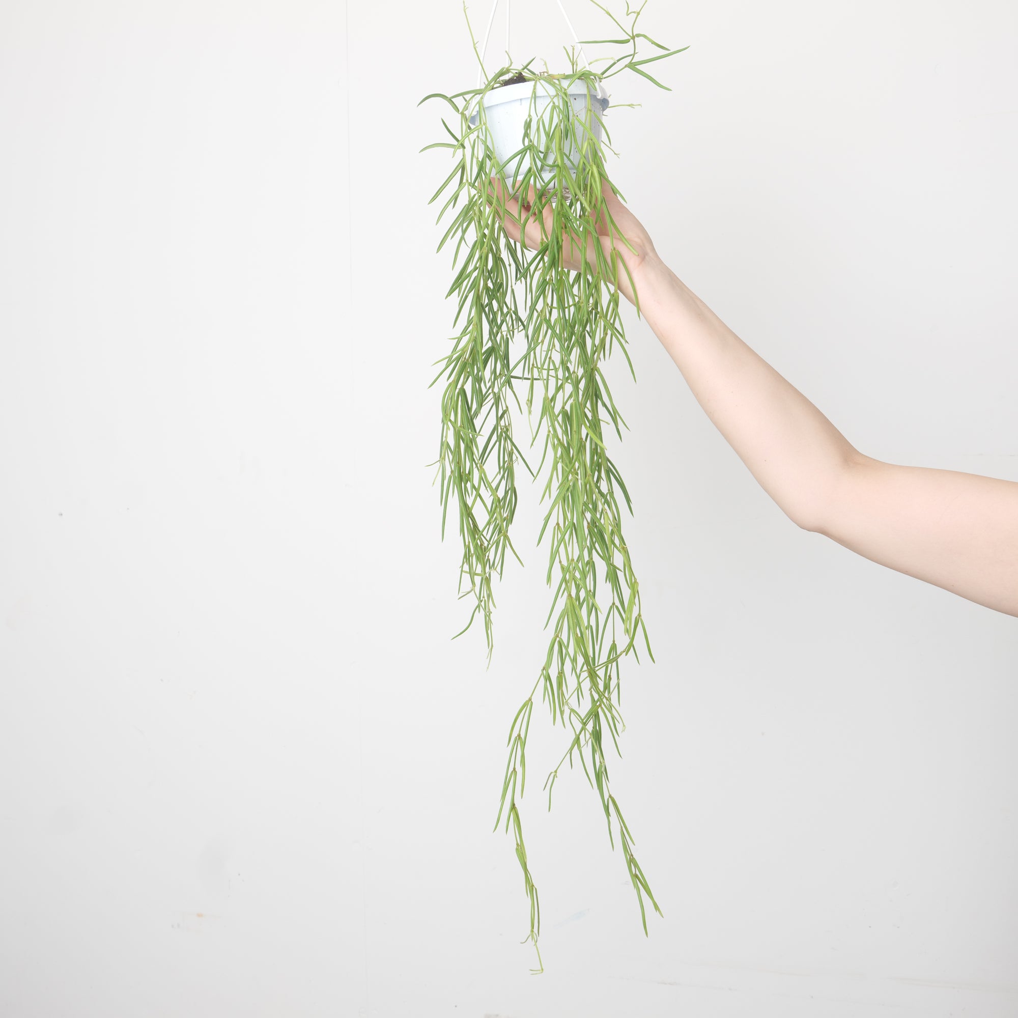 Hoya Linearis trailing houseplant
