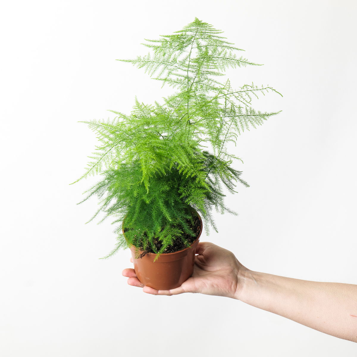 Asparagus Fern pet-safe houseplant