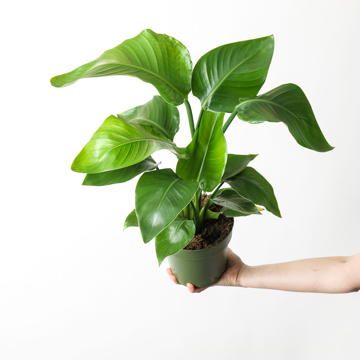 Bird of Paradise Strelitzia nicolai houseplant