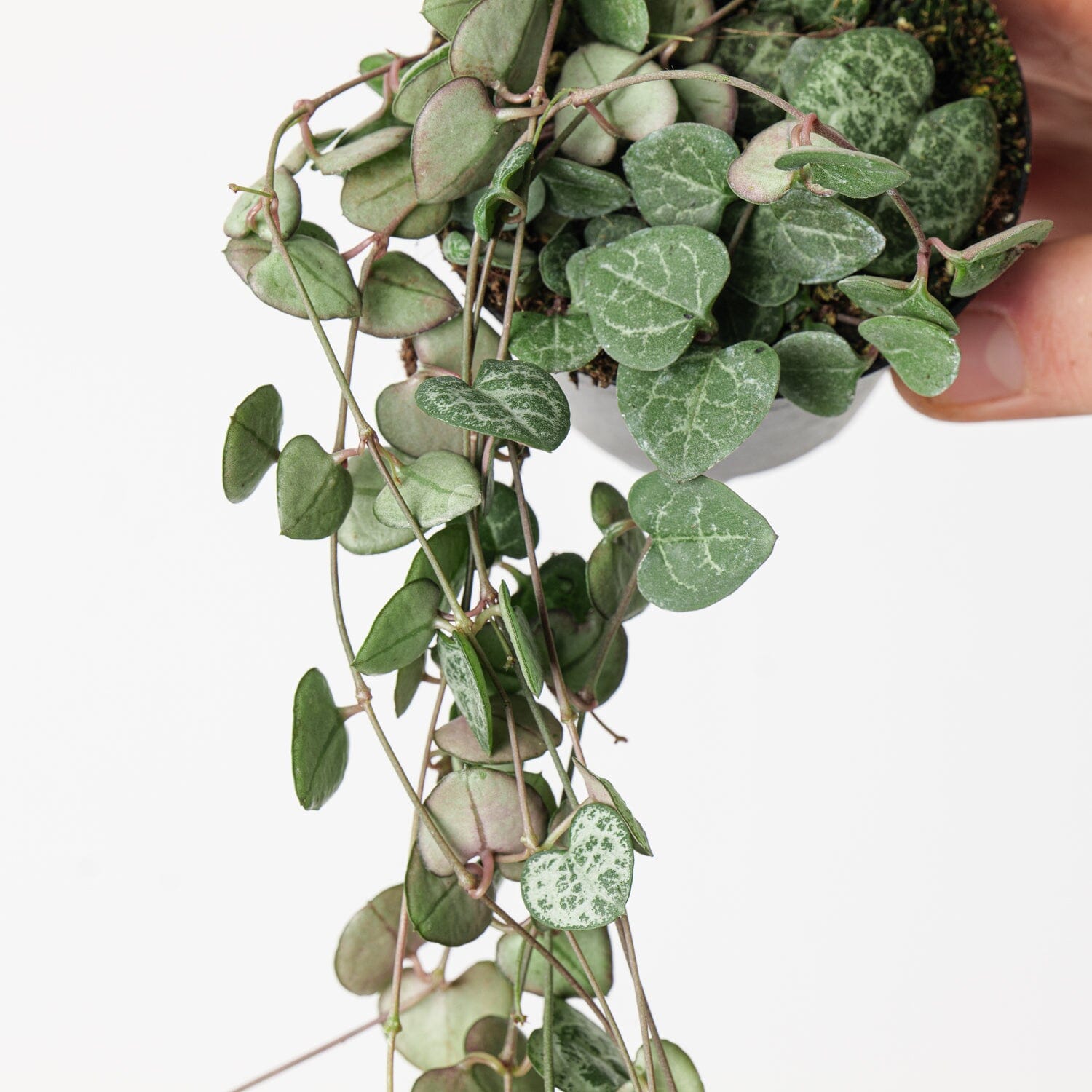 String of Hearts Ceropegia woodii trailing plant