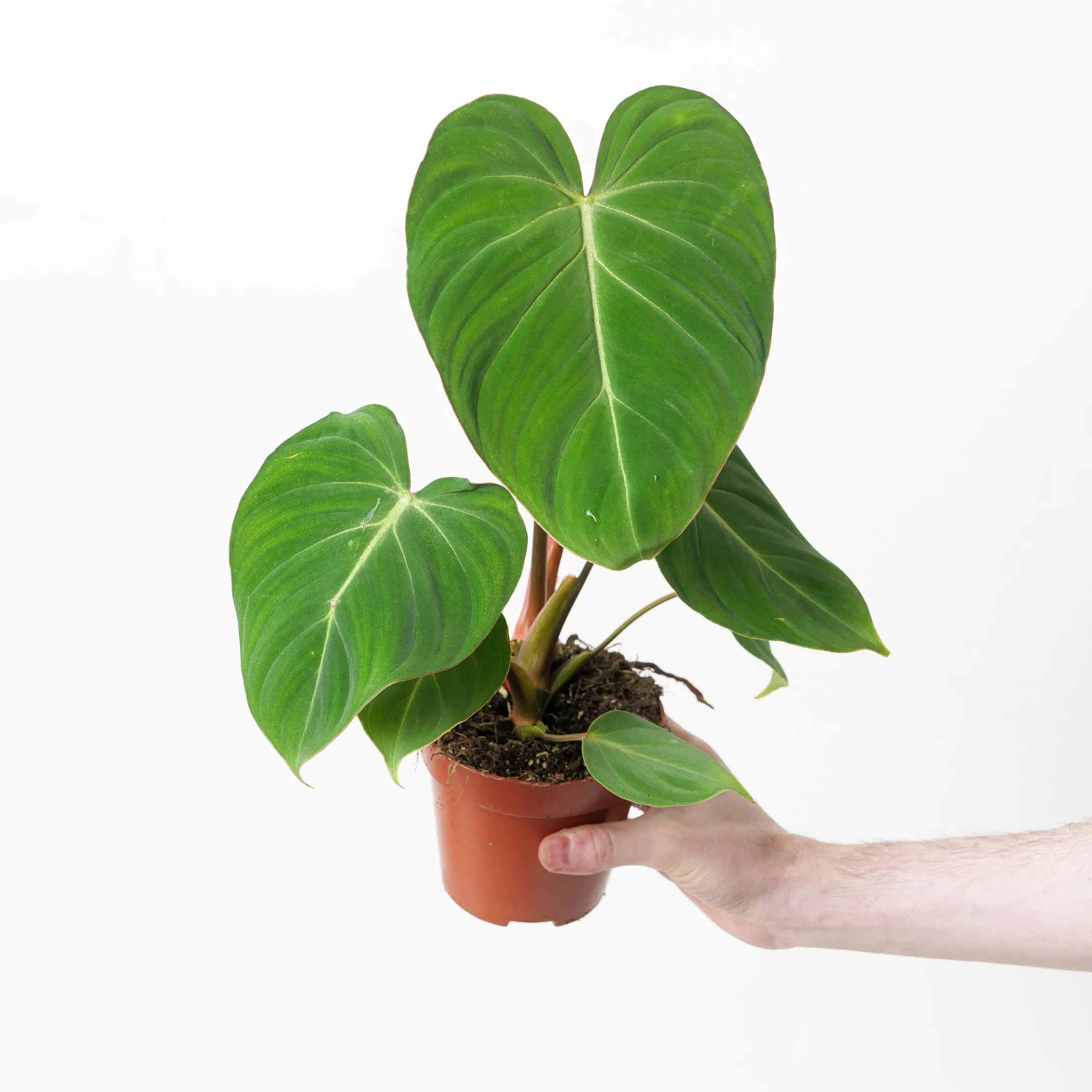 Philodendron Gloriosum houseplant