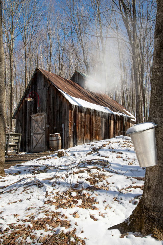 Maple Farm in the Canadian ForestMaple Farm in Canadian Forest