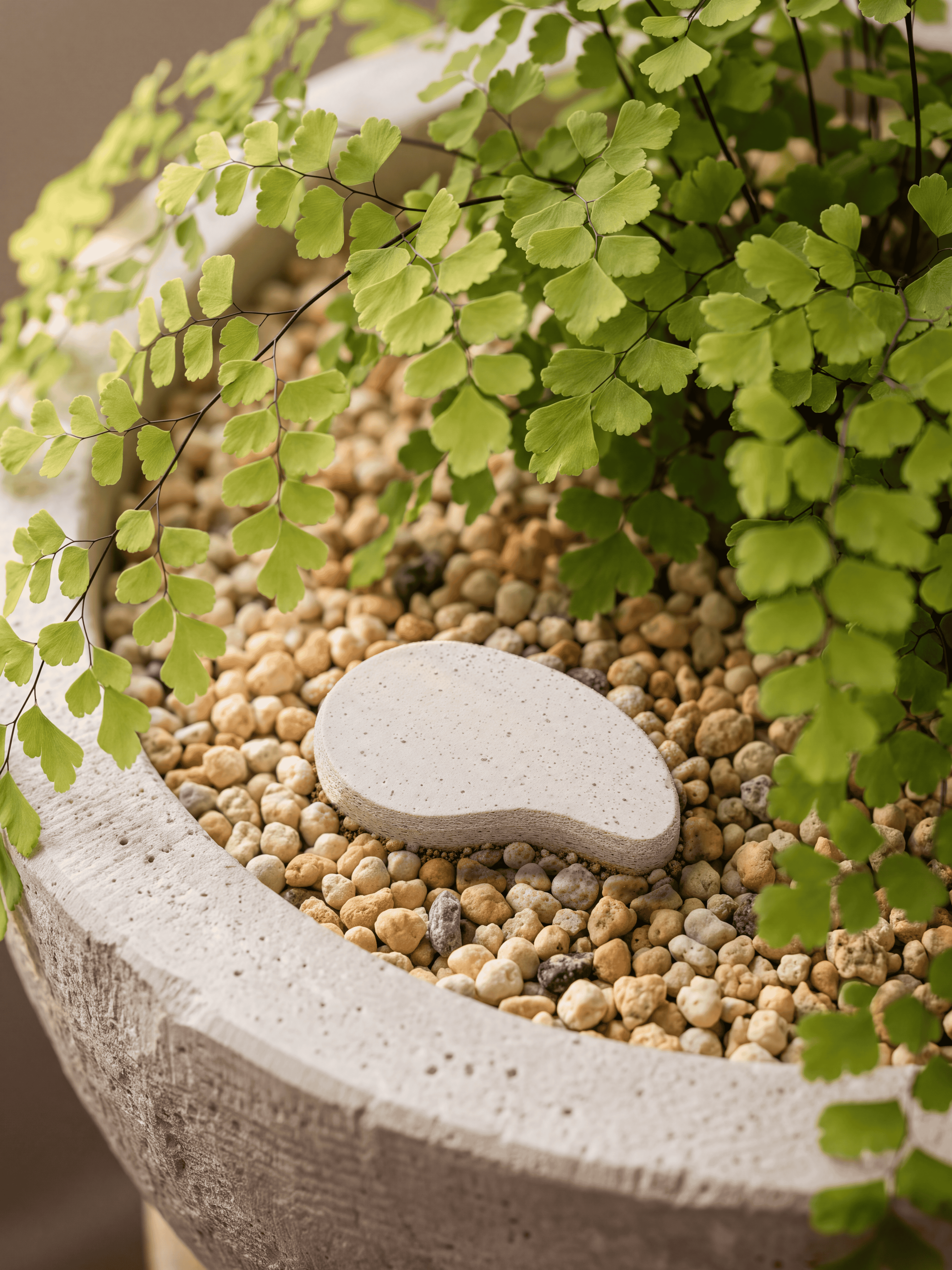 A maidenhair fern trailing over the rim of a textured stone pot filled with pumice and a smooth pale crown stone