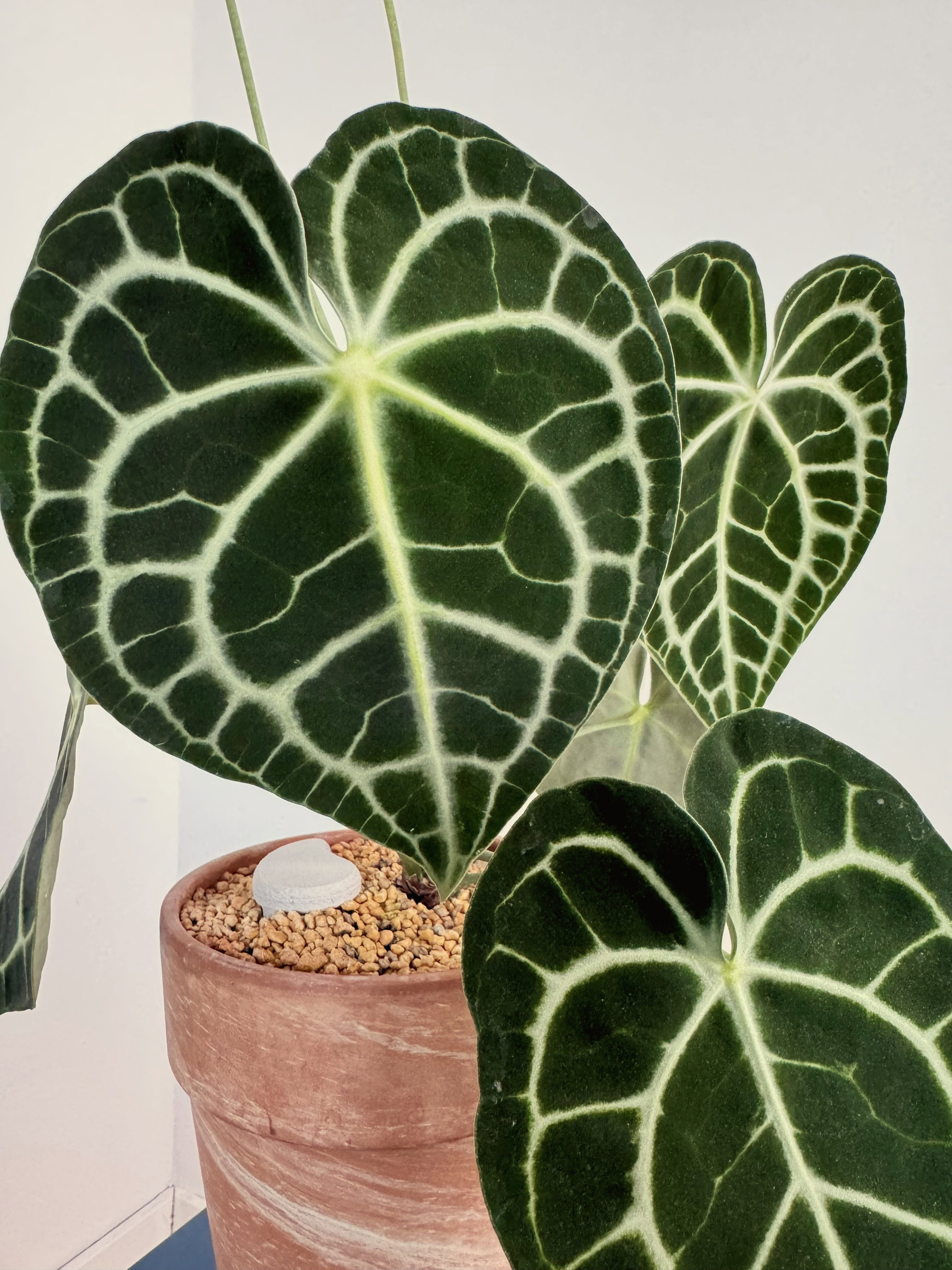 A velvety anthurium with large heart-shaped, white-veined leaves growing in a terracotta pot topped with pumice and a pale crown stone