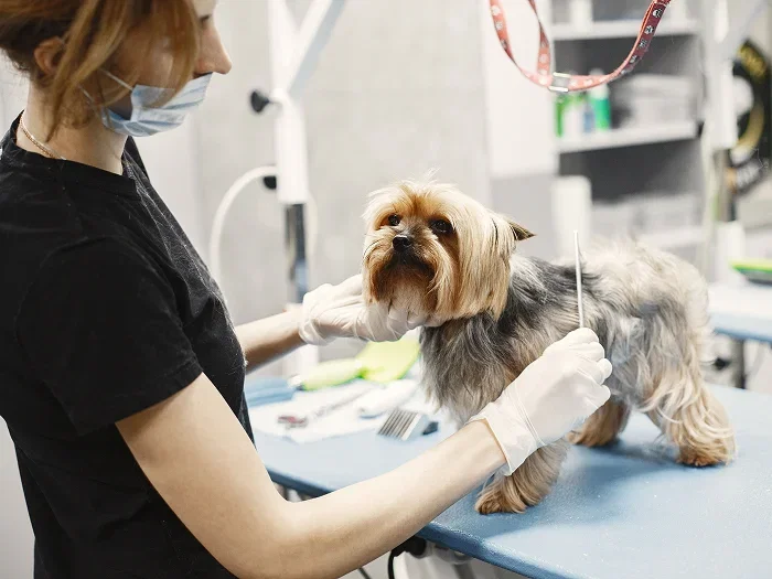 A groomer's hands gently brushing a dog's fur on a grooming table