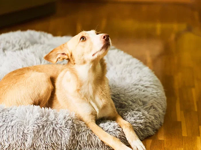 A dimly lit living room in the evening with an empty dog bed near the window at dusk