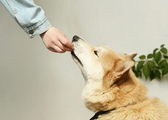 A hand gently offering a soft CALM chew to a dog
