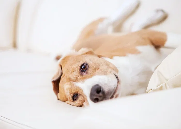 A relaxed, happy dog enjoying a normal sunny day at home