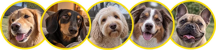 Three recent VitaPups customers (illustrative placeholder)