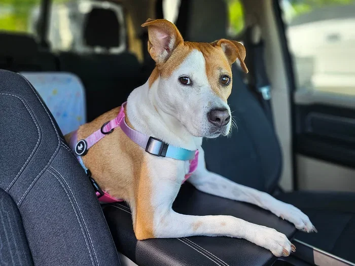 A car's back seat packed for a road trip with a travel carrier and luggage during a drive