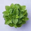 Lemon balm leaves