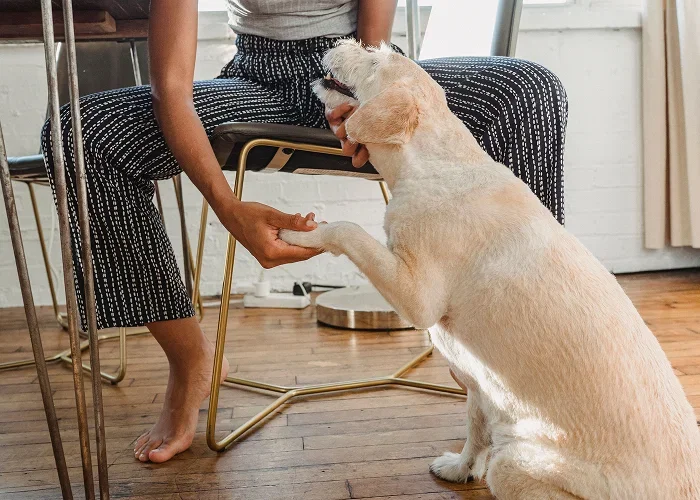 An owner kneeling beside a dog during their calm morning routine