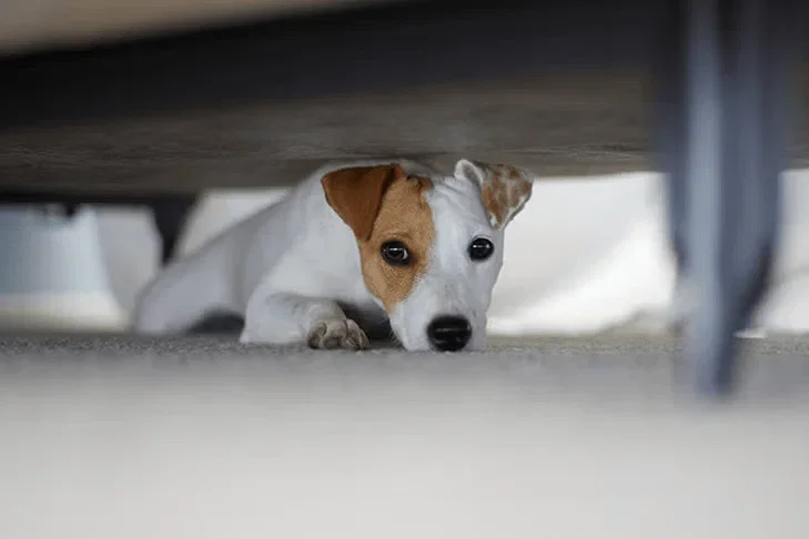A dog hiding under a dining table during a thunderstorm