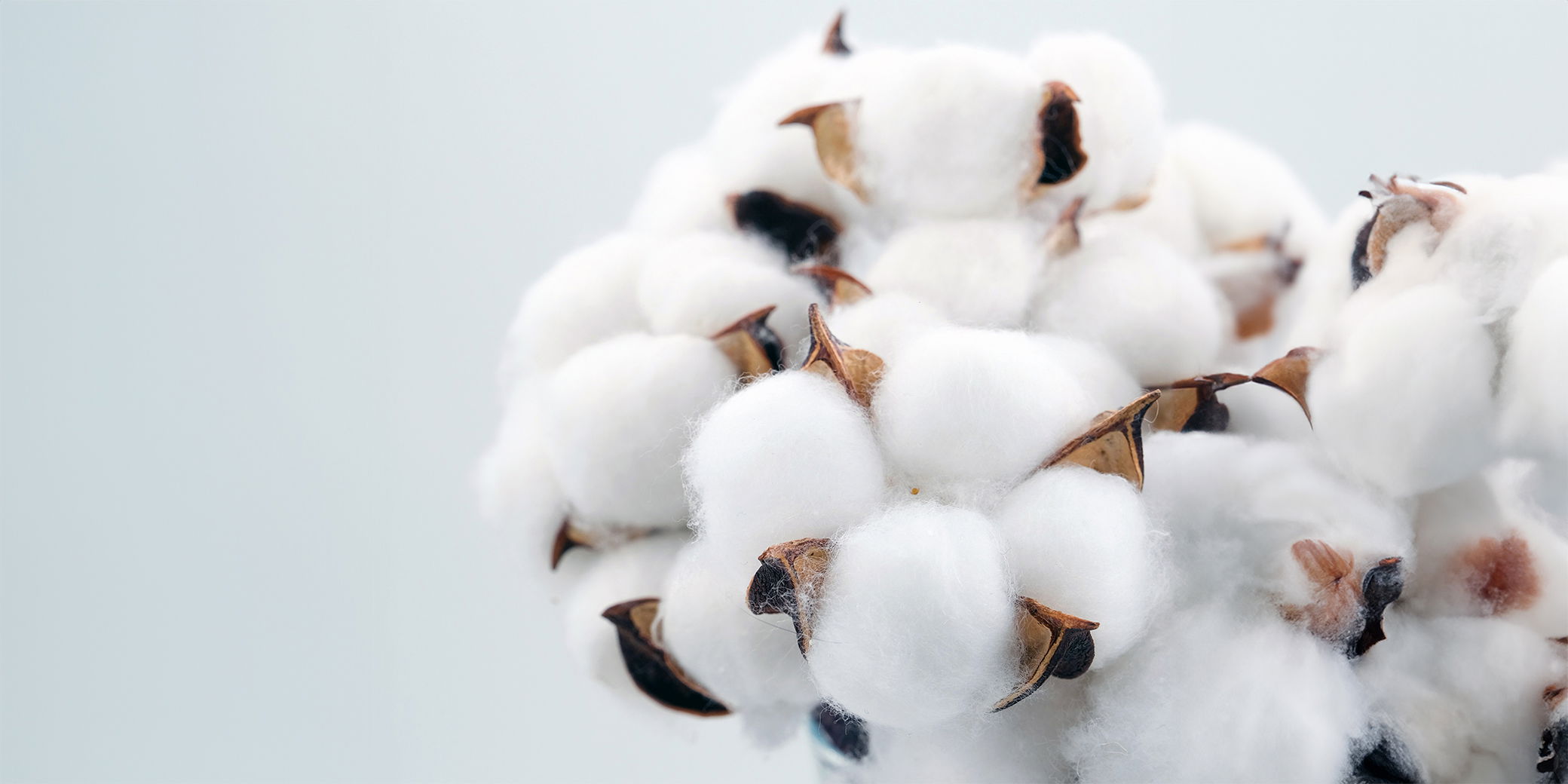 cotton boll with cotton fibers visible on a white background