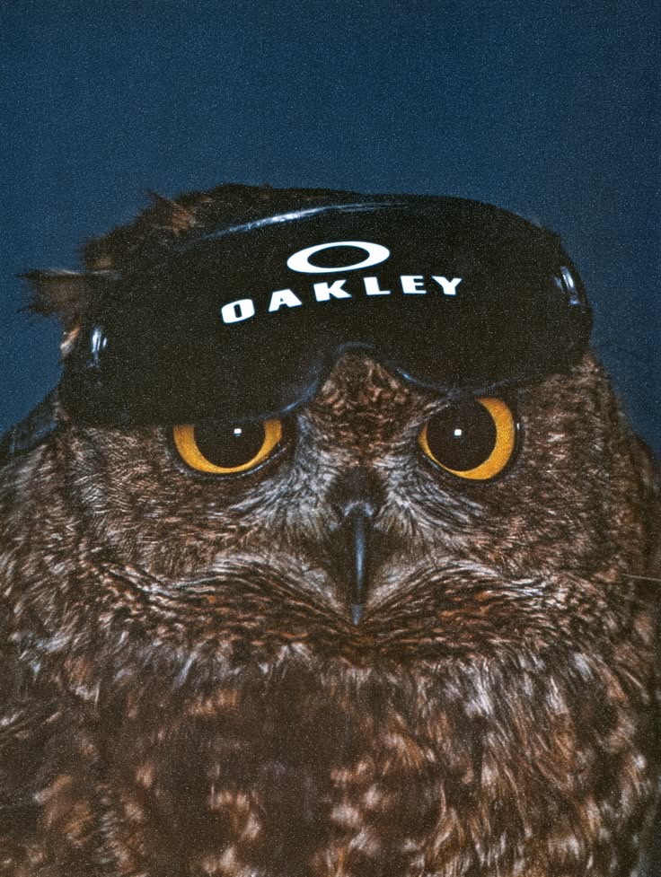 Oakley campaign image: a close-up of an eagle owl wearing black Oakley shield sunglasses pushed up over its head, shot against a deep navy night sky