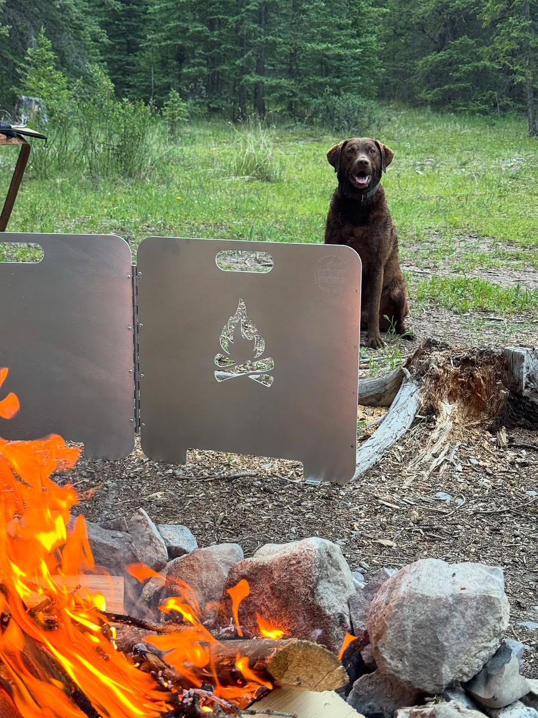 A brown Labrador retriever sits patiently behind a section of the Original Fire Reflector near a bright orange campfire in a grassy clearing.