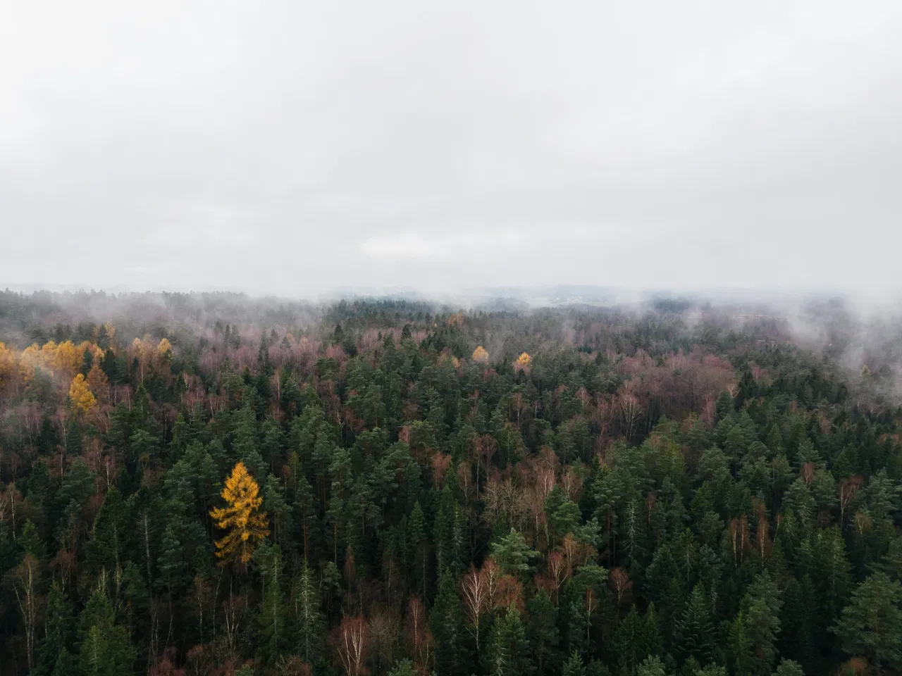 Foggy forest landscape with evergreen and a few yellow deciduous trees under a cloudy sky.