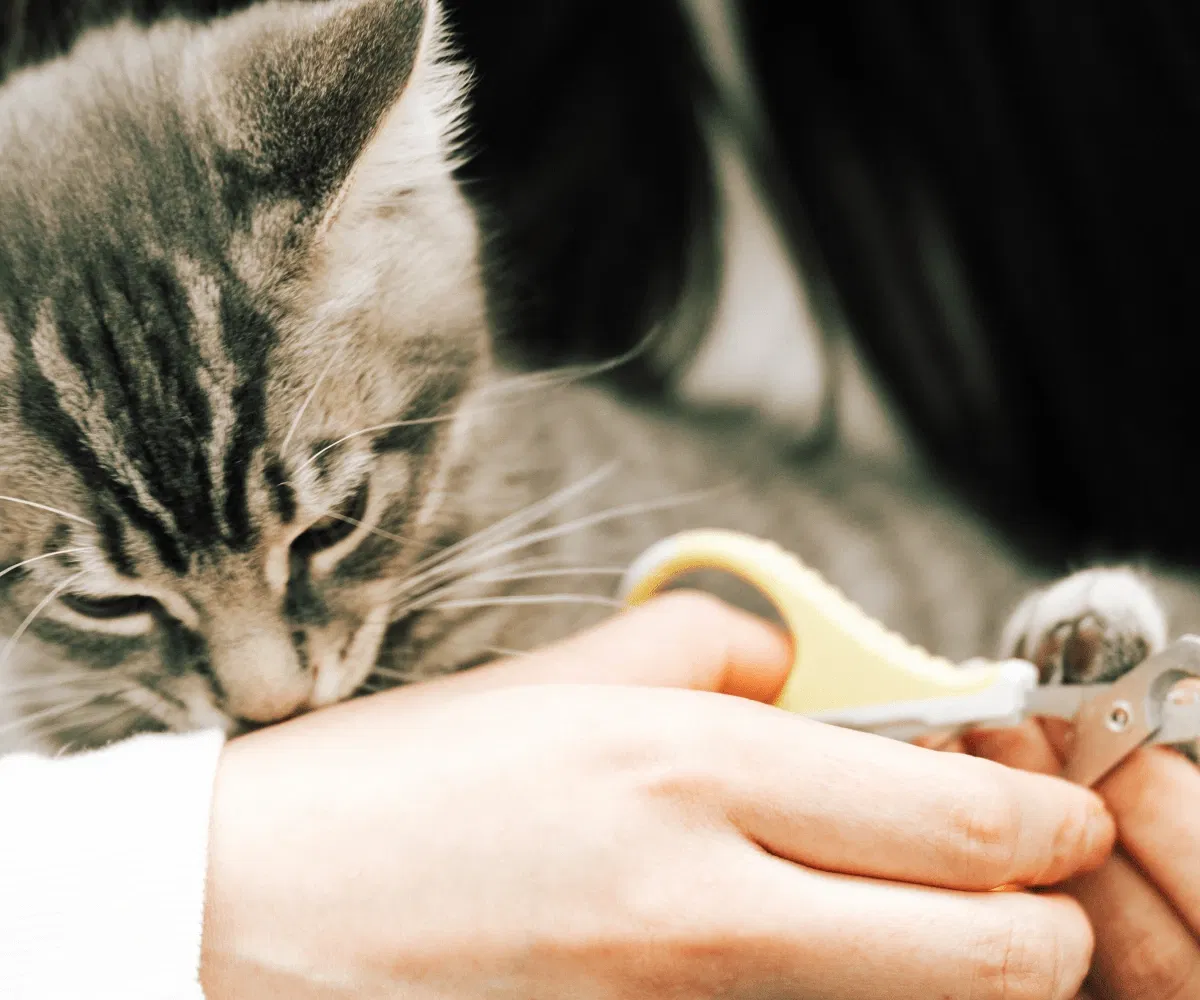 Small white dog enjoying a gentle bath during a professional grooming session at a Pet Planet Toronto spa centre.