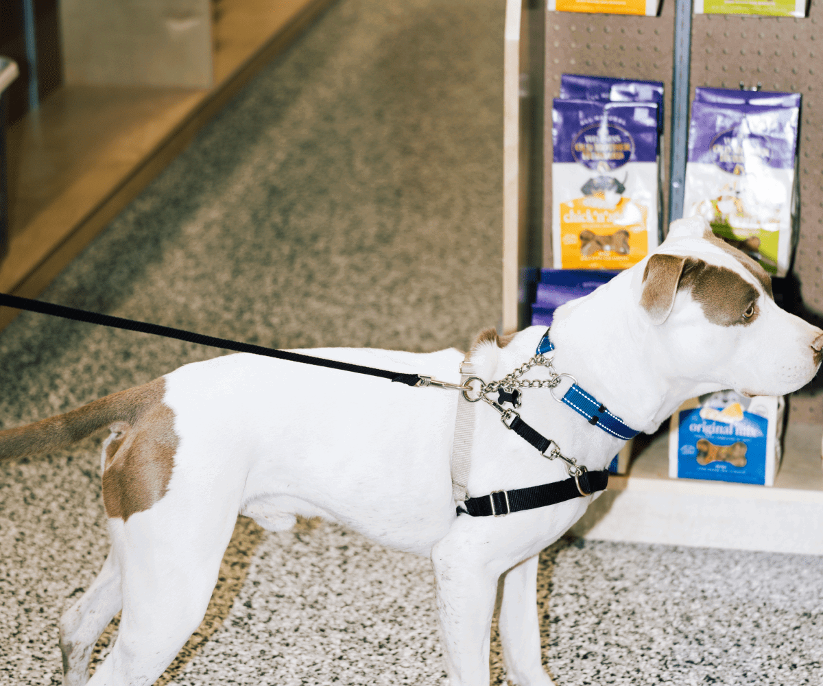 A white and brown dog wearing a blue collar and harness standing inside Pet Planet with dog treat packages on a shelf behind them.