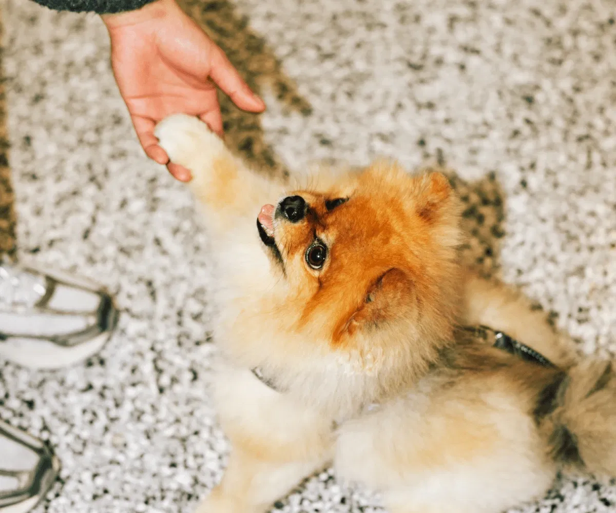 Happy dog looking up expectantly, inviting pet guardians to shop premium products at their local Pet Planet Toronto.