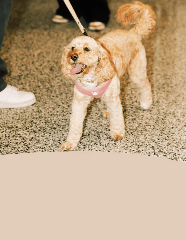 Selection of curated premium pet food and treats featuring a special offer tag for Pet Planet Toronto members.