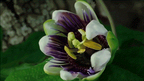 Close-up of a purple and white passionflower in bloom