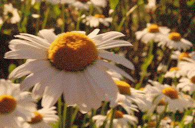Chamomile flowers swaying in a sunlit field