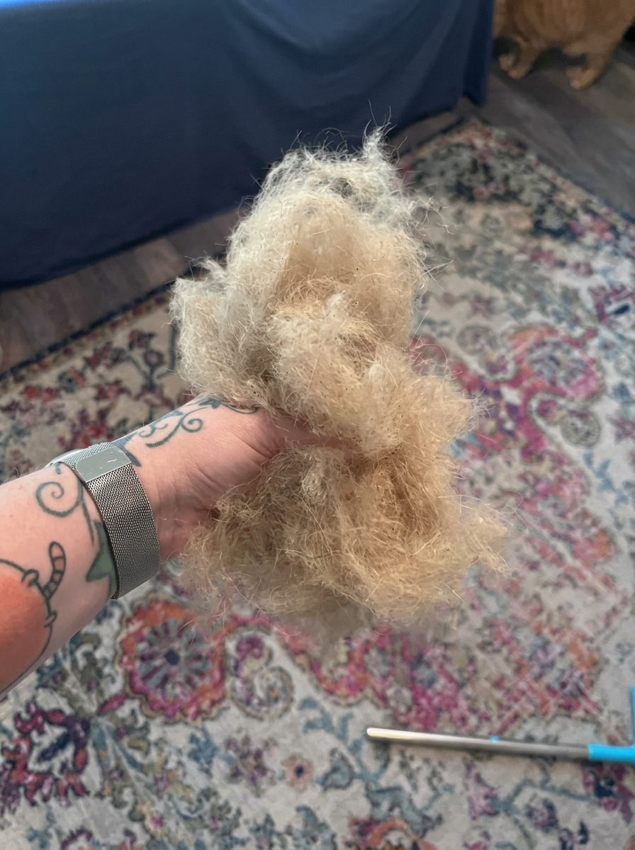 Kundfoto: djurhår som lyfts upp från en blå matta