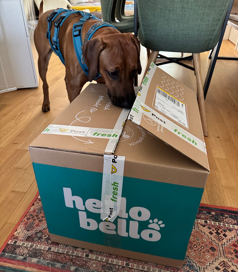 Hündin Ona schnuppert an ihrem HelloBello Paket