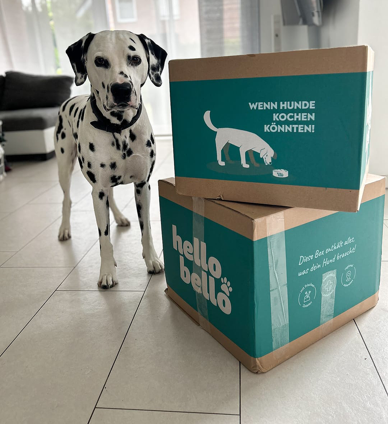 Dalmatiner neben einer HelloBello Lieferbox