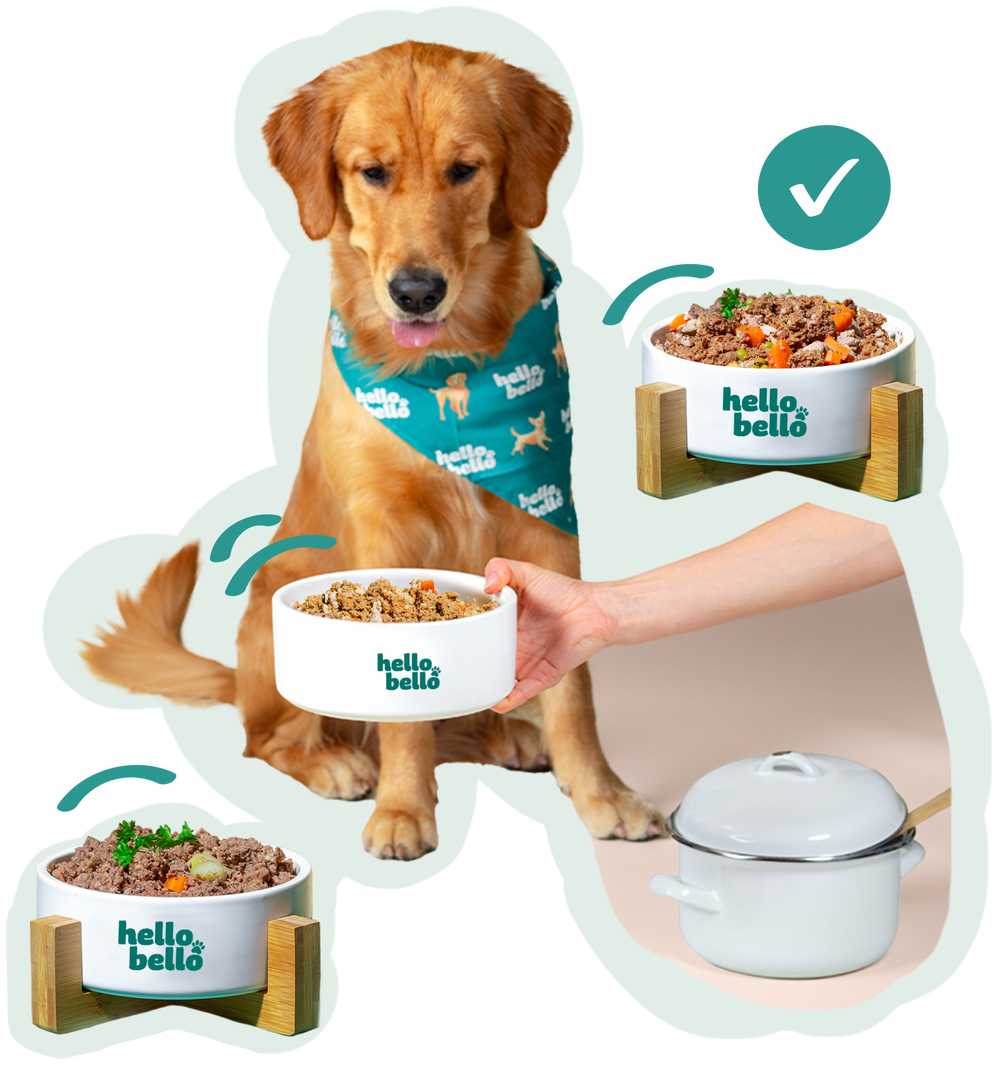 Golden Retriever mit HelloBello Näpfen voller Frischfutter