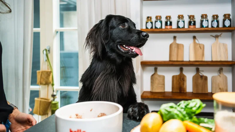 Schwarzer Hund wartet in der Küche auf sein Futter