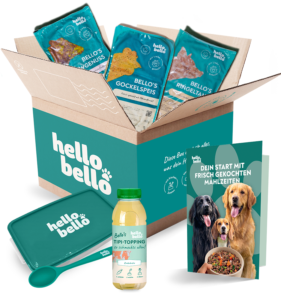 Inhalt der ersten HelloBello Box mit Mahlzeiten, Frischhaltebox, Löffel, Topping und Broschüre