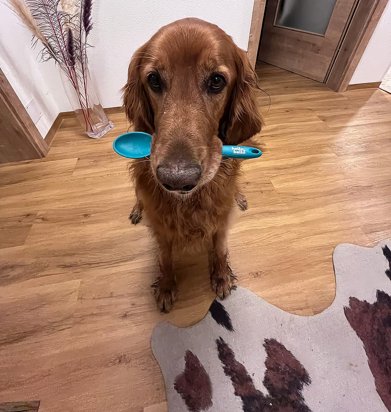 Hund trägt einen HelloBello Löffel im Maul