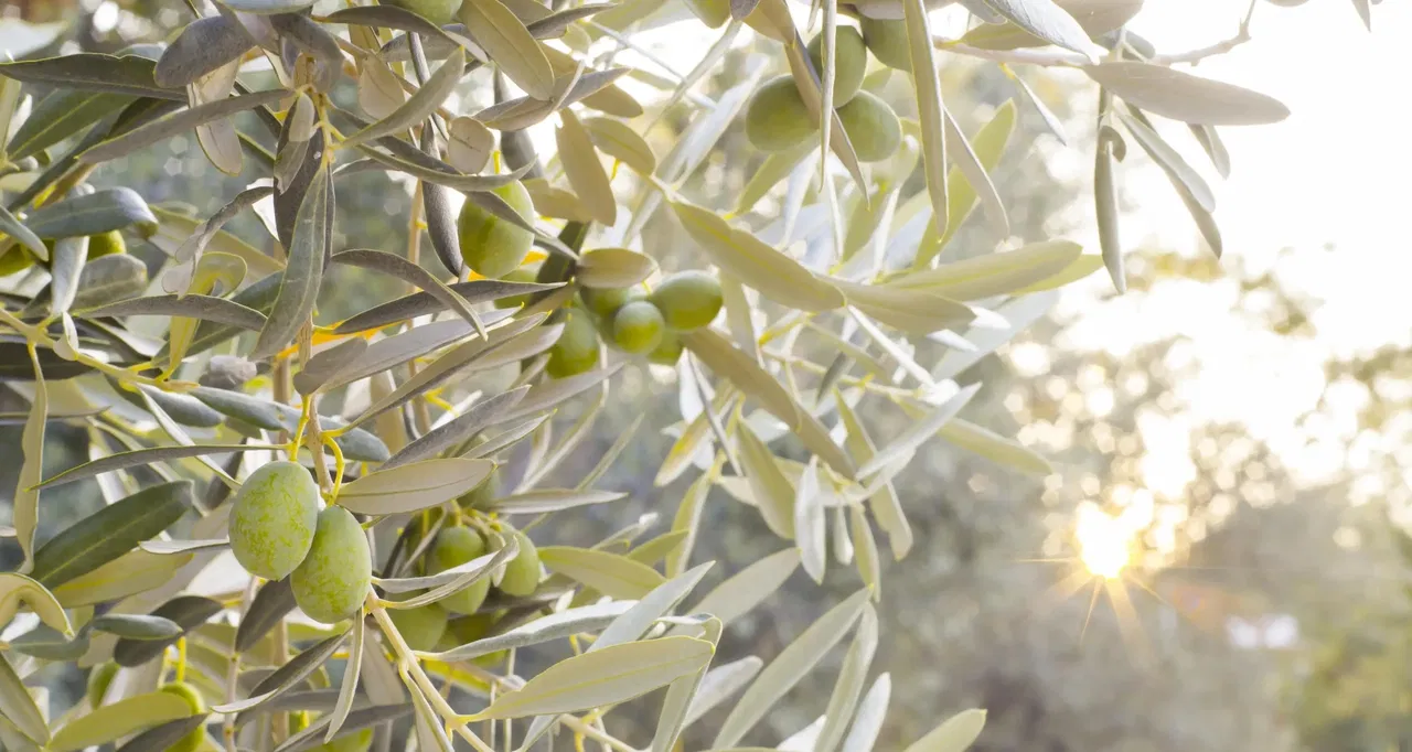 Olive branches with green olives against a blurred sunlit background.