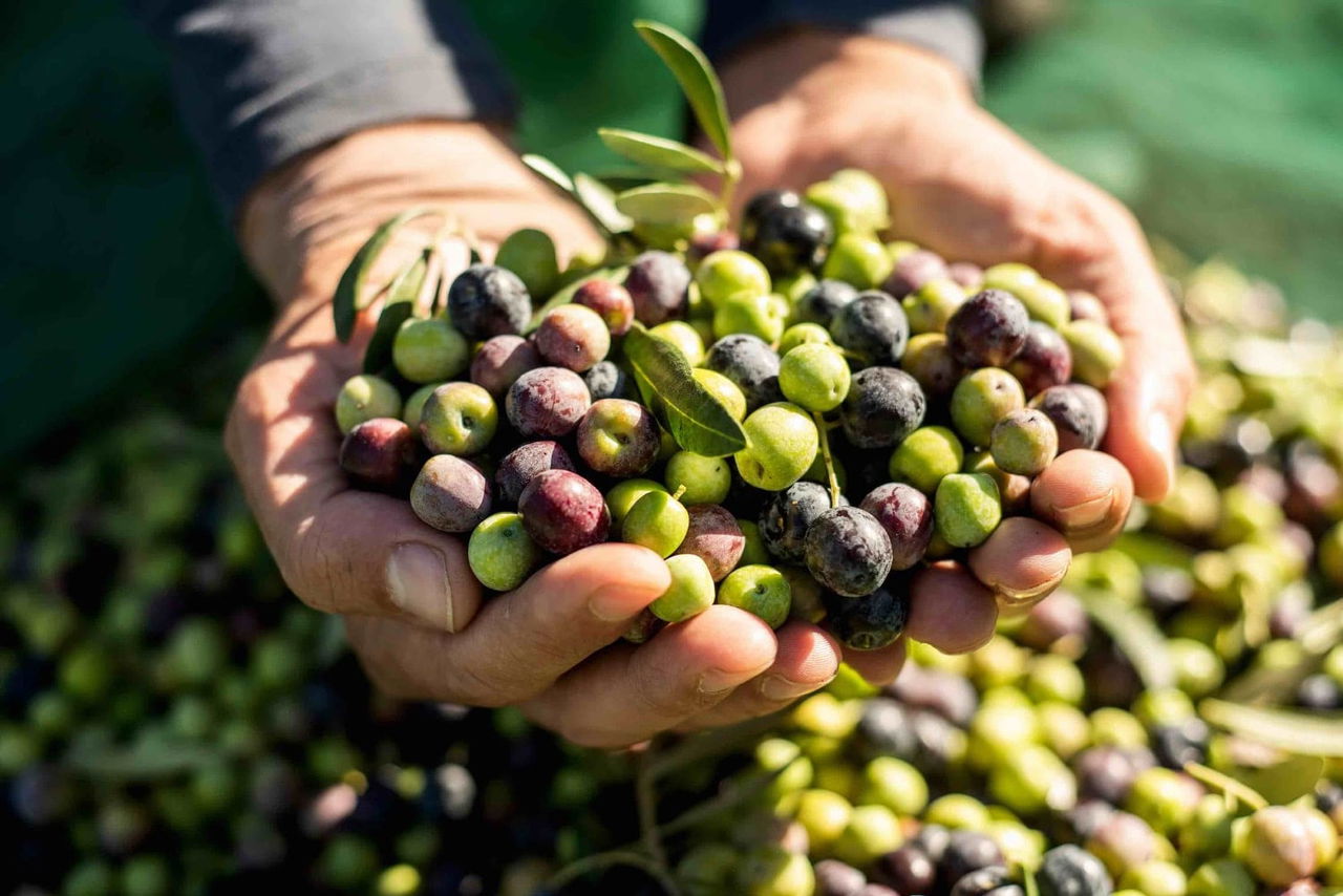 Hands holding a variety of green and purple olives with some leaves. Olivenöl