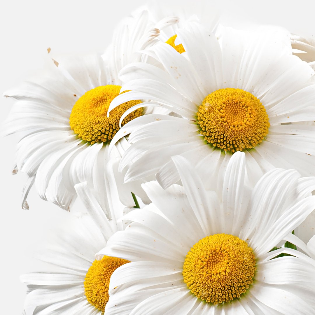 Flores de manzanilla blancas con el centro amarillo, en primer plano