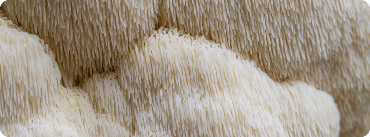 Lions Mane mushroom supplement 