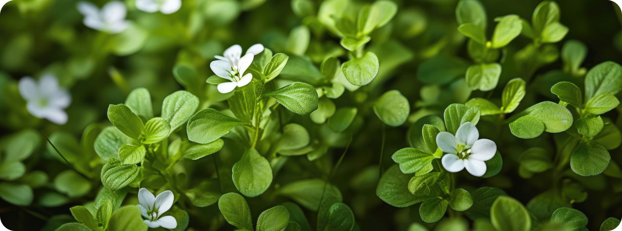 bacopa monnieri supplement