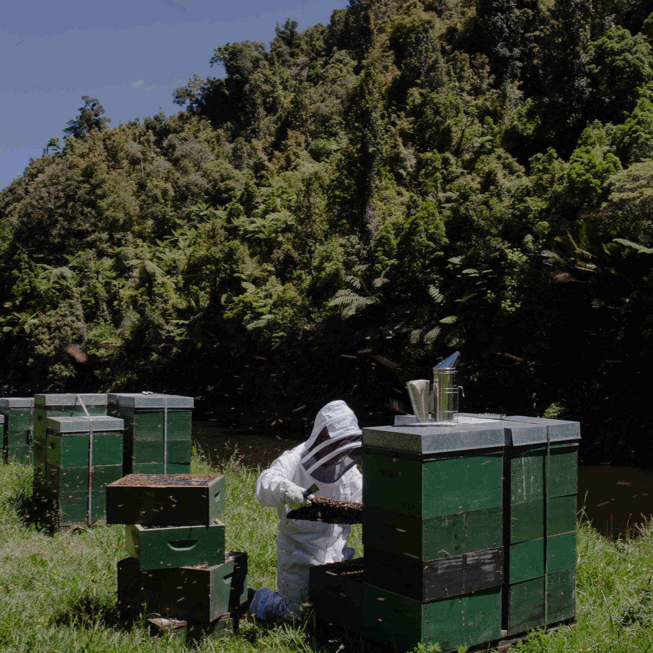 Beekeeper inspecting a hive in a green beekeeping suit surrounded by green hives in a forest